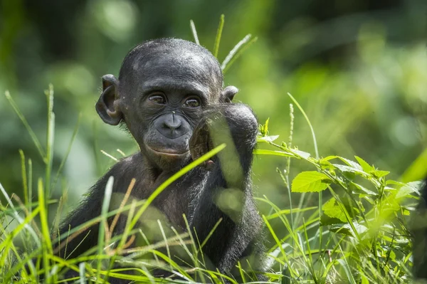 Cubo de chimpancé Bonobo . — Foto de Stock