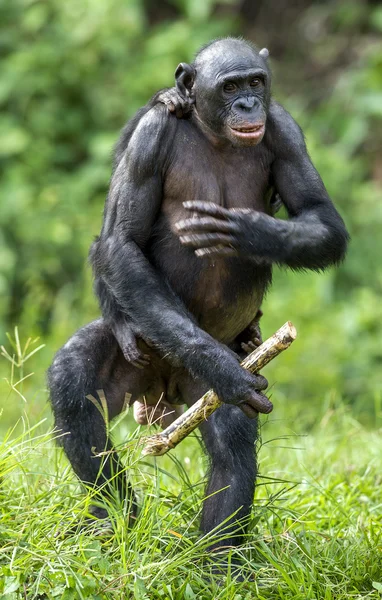 Die Bonobo (pan paniscus) -Mutter mit Jungtier — Stockfoto