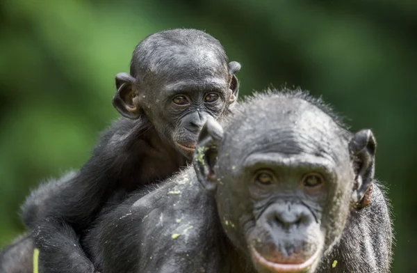 Cub av en bonobo på en rygg på mor — Stockfoto