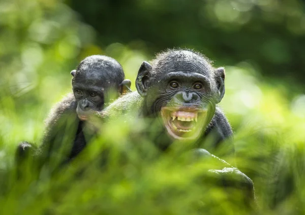 Filhote de um Bonobo de costas para a mãe — Fotografia de Stock