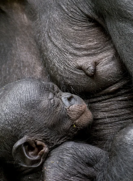 Az alvó cub csimpánz Bonobo — Stock Fotó