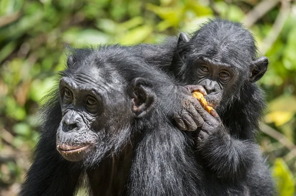 El cachorro del Bonobo a la espalda a la Madre — Foto de Stock