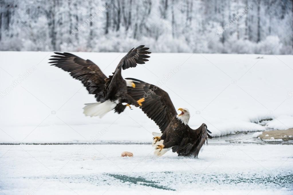 Two Bald Eagles   