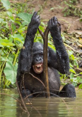 Şempanze Bonobo banyoları