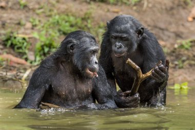 The chimpanzee Bonobo in the water.  clipart