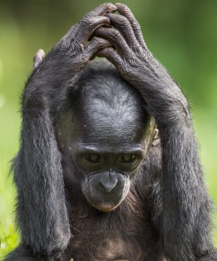 Şempanze Bonobo yavrusu.  