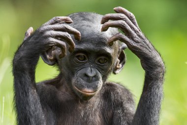 Cub of chimpanzee  Bonobo.  clipart