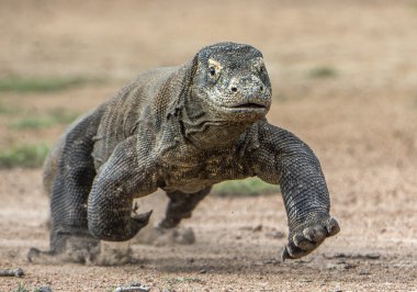 Attack of a Komodo dragon.   clipart