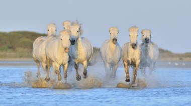 Beyaz Camargue at sürüsü 