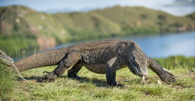  Komodo ejderhası ( Varanus komodoensis )  