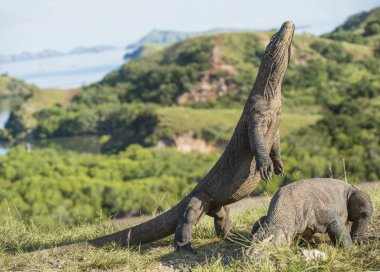  Komodo ejderhası ( Varanus komodoensis )  
