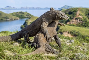 Egemenlik için mücadele Komodo ejderleri.