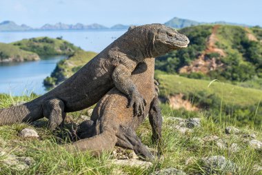 Egemenlik için mücadele Komodo ejderleri.