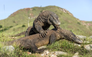 Egemenlik için mücadele Komodo ejderleri.