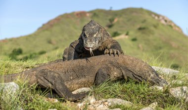 Egemenlik için mücadele Komodo ejderleri.