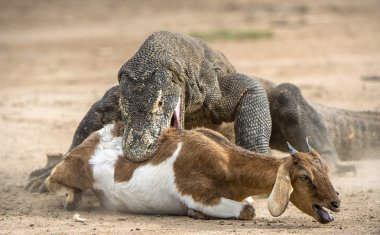  Komodo ejderhası ( Varanus komodoensis ) . 