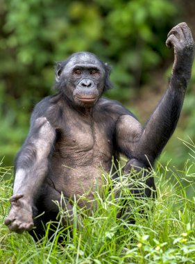 Chimpanzee Bonobo sits on a grass