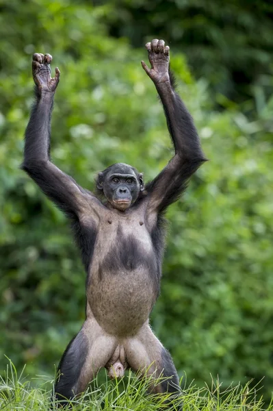 Das Junge von Schimpansen-Bonobo — Stockfoto