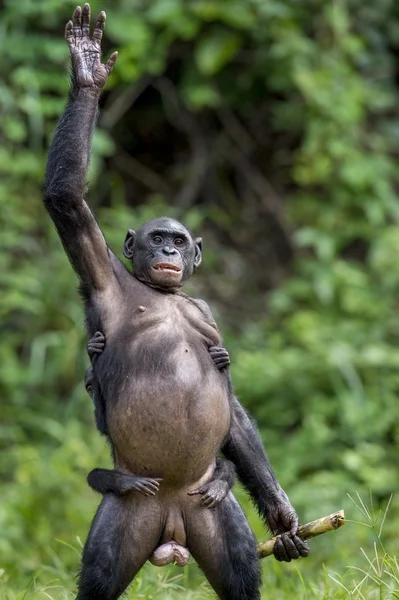 침팬지 보노보의 새끼 — 스톡 사진