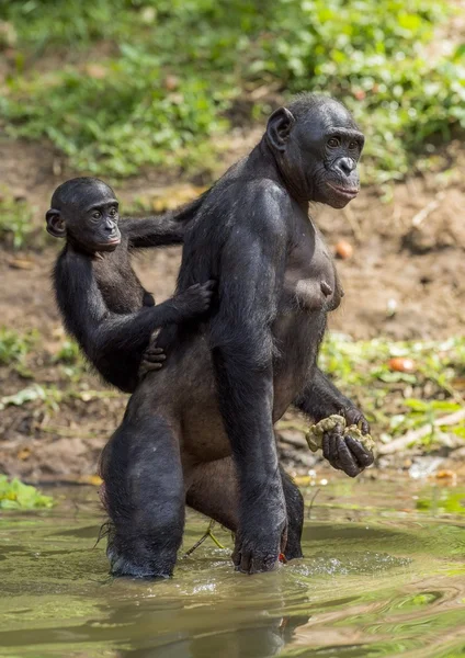 Bonobo stojący na jej nogi — Zdjęcie stockowe