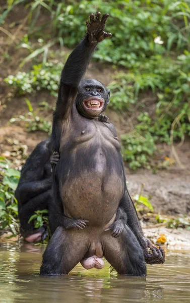 Бонобо стоит на ногах — стоковое фото