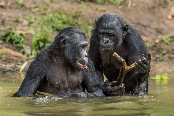 물에 보노보 침팬지. — 스톡 사진