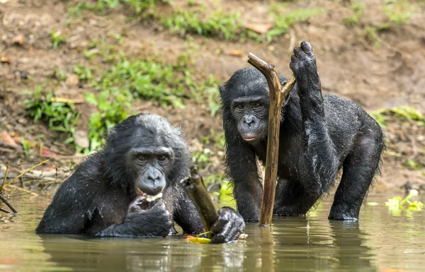 De chimpansee, Bonobo in het water. — Stockfoto