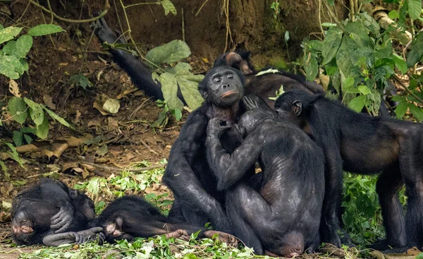 Chimpanzee Bonobos family — Stock Photo, Image