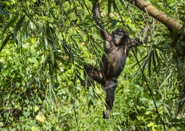 O retrato de Bonobo juvenil — Fotografia de Stock