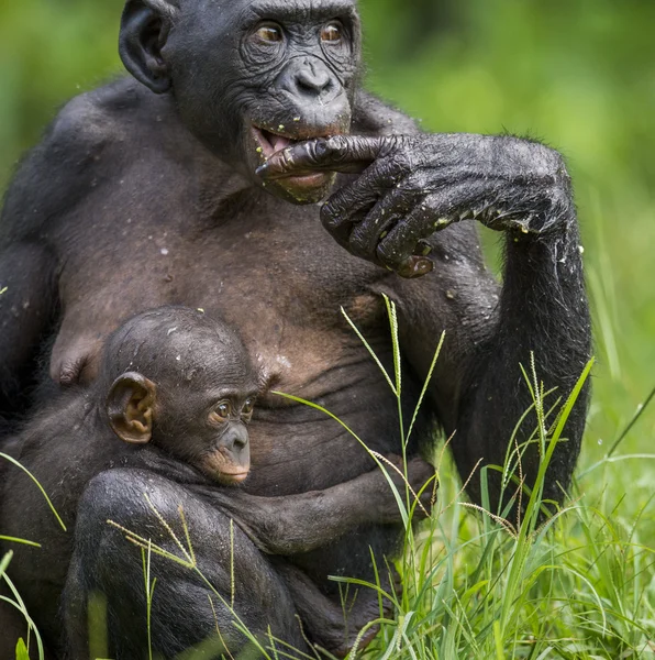 O filhote de chimpanzé Bonobo — Fotografia de Stock