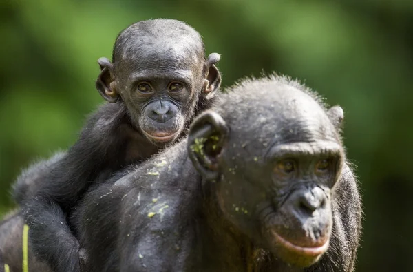 Mládě Bonobo na zadním konci matky — Stock fotografie