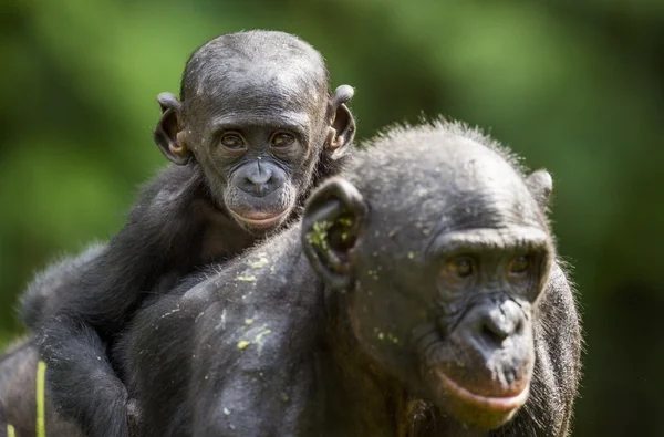 Cub van een bonobo op een rug bij moeder — Stockfoto