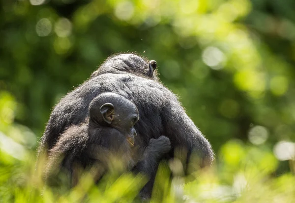 Cub d'un Bonobo sur le dos à Mère — Photo