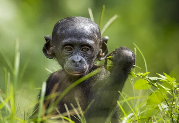 Куб шимпанзе Бонобо . — стоковое фото
