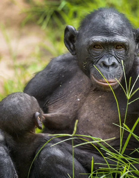 O filhote de chimpanzé Bonobo — Fotografia de Stock