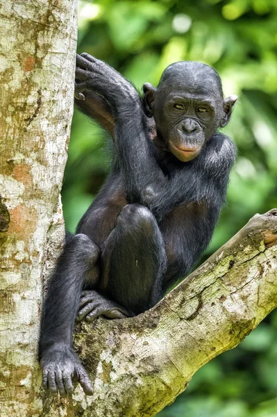 O retrato de Bonobo juvenil — Fotografia de Stock