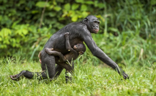 Bieganie matka i cub — Zdjęcie stockowe