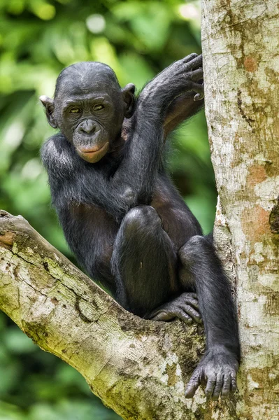 The portrait of juvenile Bonobo — Stock Photo, Image