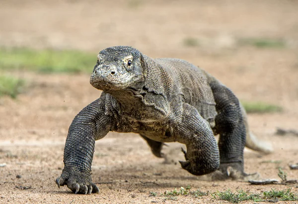 Bir Komodo Ejderi krizinden. — Stok fotoğraf