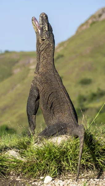 Komododrache steht auf seinen Hinterbeinen — Stockfoto