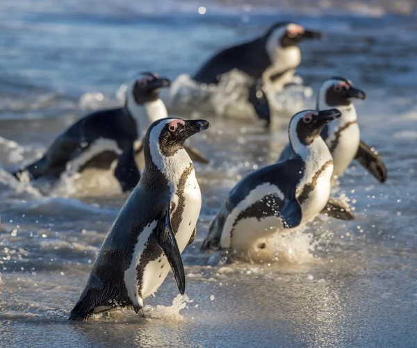 African penguin (spheniscus demersus) — Stock Photo, Image