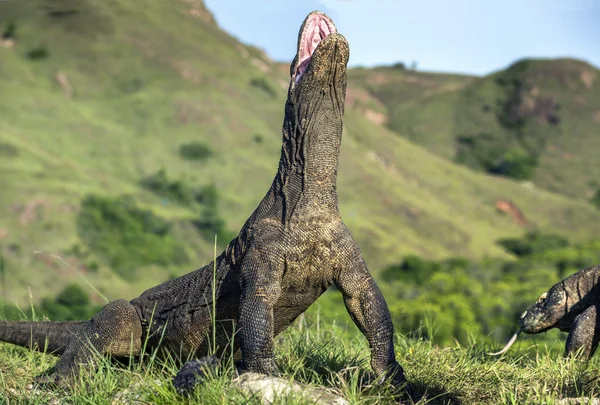 Komodo dragon arka ayakları üzerinde duruyor  