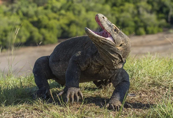 Smok Komodo podniesiony — Zdjęcie stockowe