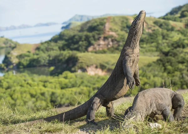 Комодский дракон (Varanus komodoensis  ) — стоковое фото