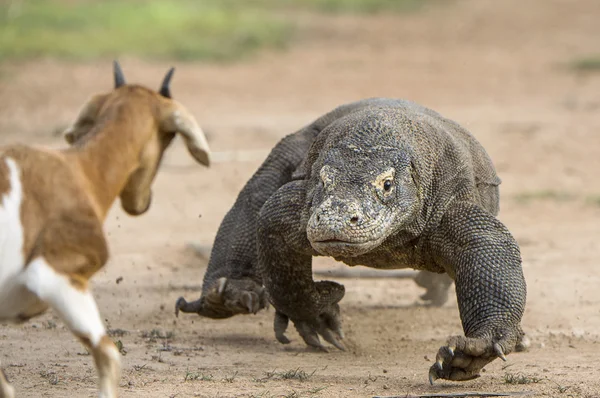 Attaque d'un dragon Komodo . — Photo