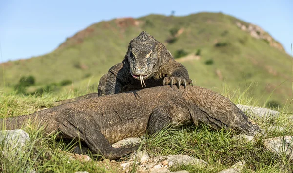 The fighting Komodo dragons for domination. — Stock Photo, Image