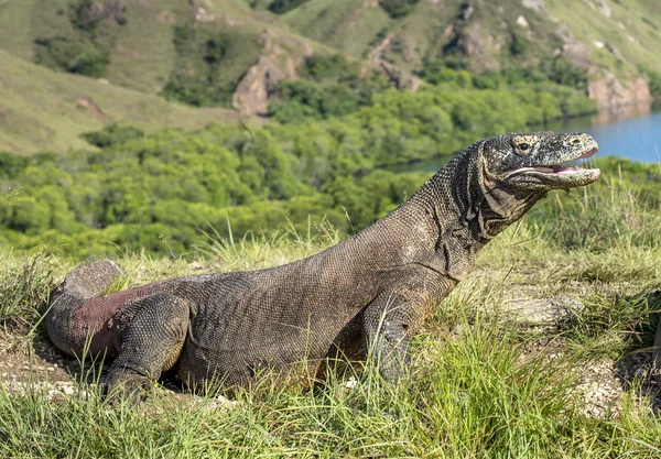 Retrato del dragón de Komodo — Foto de Stock