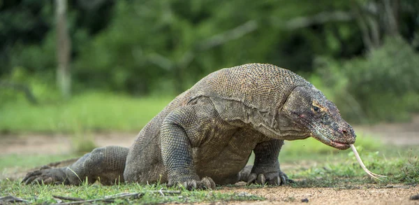 O dragão de Komodo (Varanus komodoensis  ) — Fotografia de Stock