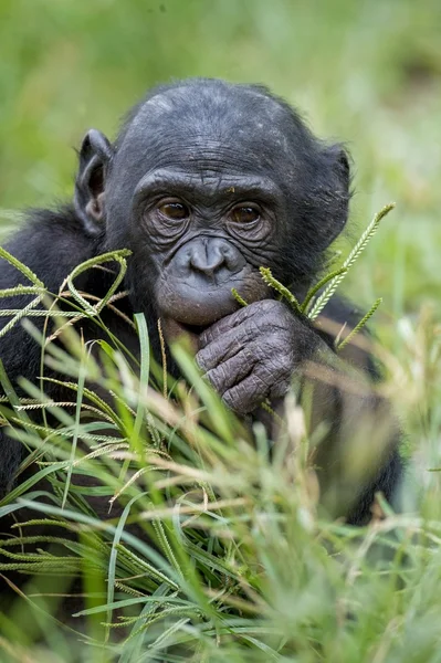 A Bonobo csimpánz kölyök. — Stock Fotó