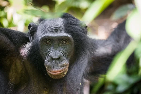 Zblízka portrét mužské Bonobo — Stock fotografie